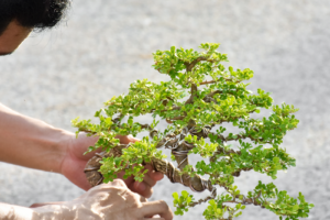 Repotting a Bonsai Tree