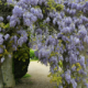 Wisteria Bonsai