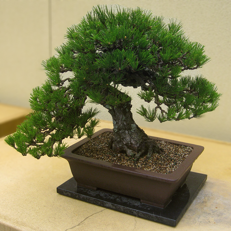 Japanese Black Pine (Pinus Thunbergii) - The Bonsai Seed