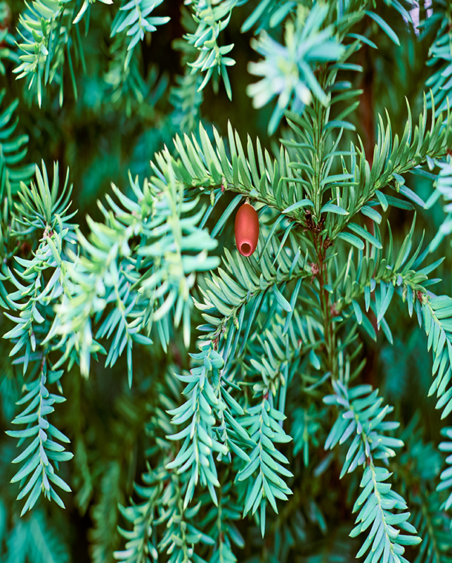 Yew Bonsai Taxus Species The Bonsai Seed